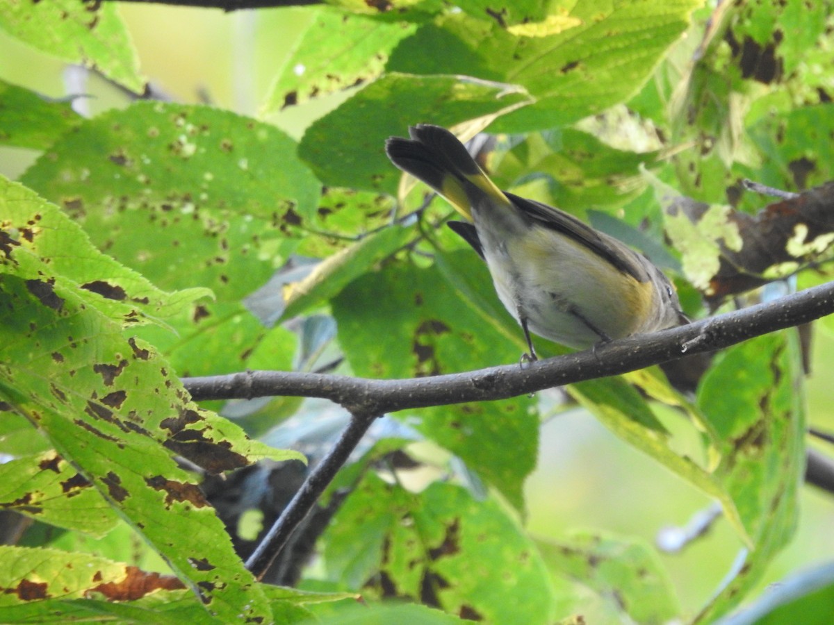 American Redstart - ML642926179