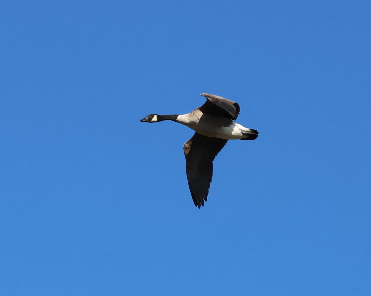 Canada Goose - ML642926181