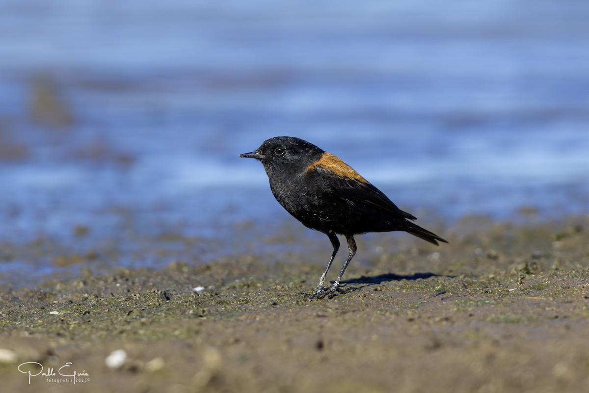 Austral Negrito - ML642926188