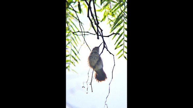 Colibri à gorge rubis - ML642926193
