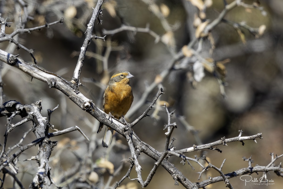 Cinnamon Warbling Finch - ML642926198