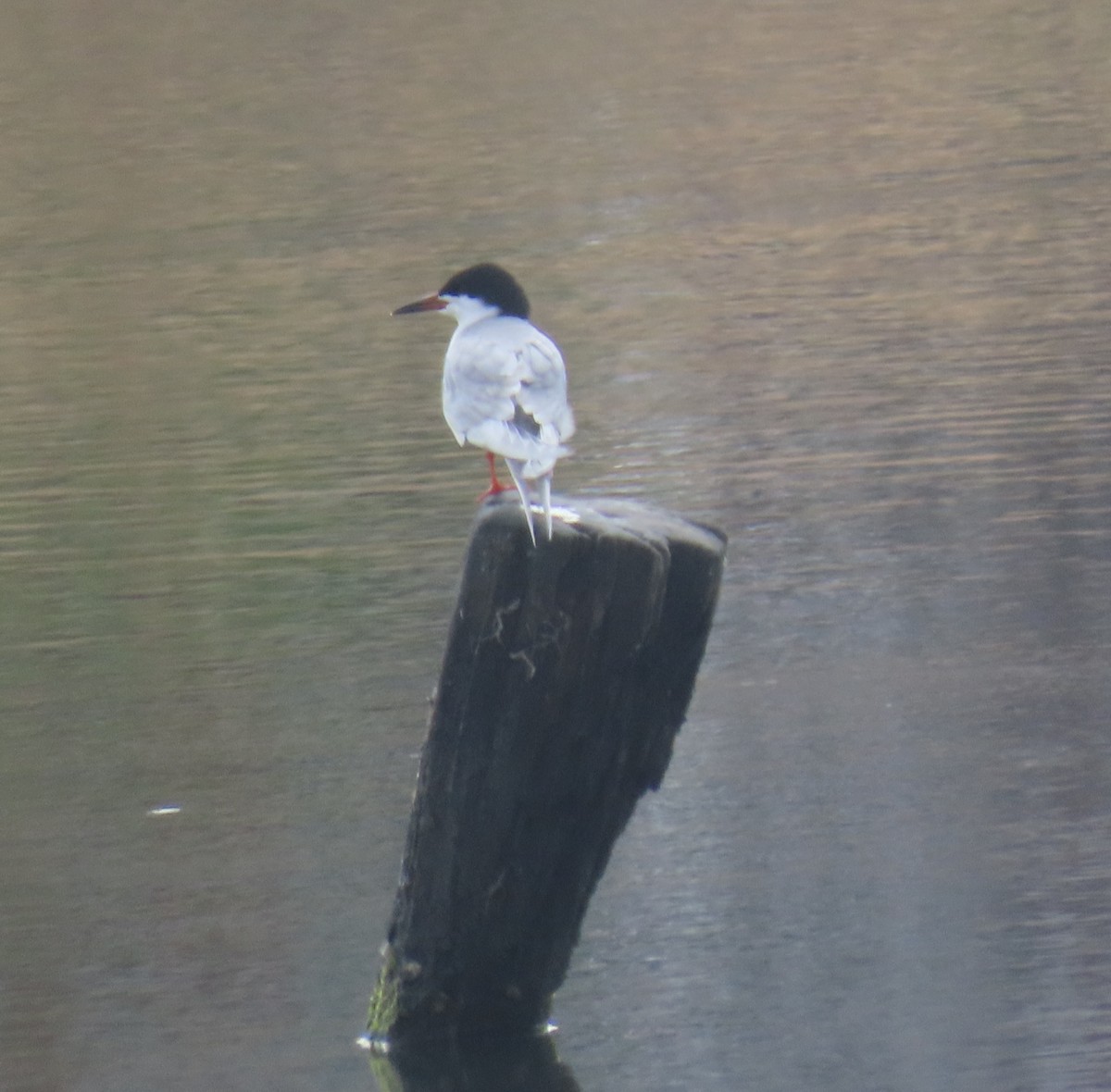 Forster's Tern - ML642926224