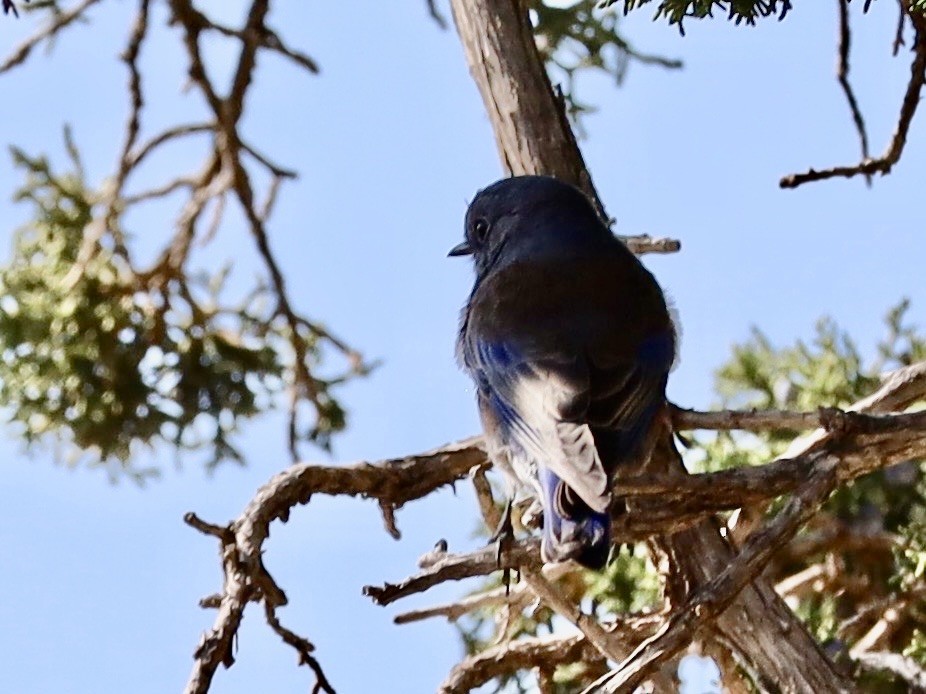 Western Bluebird - ML642926225