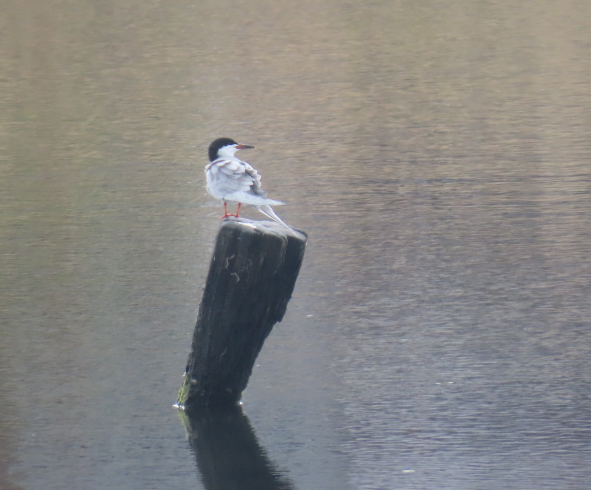 Forster's Tern - ML642926232