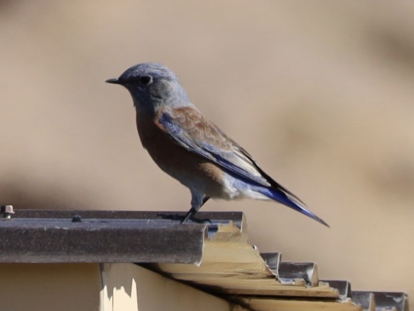 Western Bluebird - ML642926240