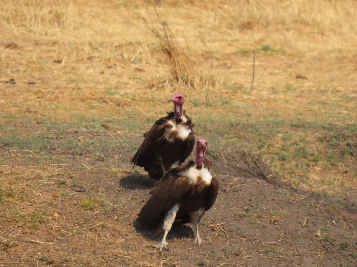 Hooded Vulture - ML642926247