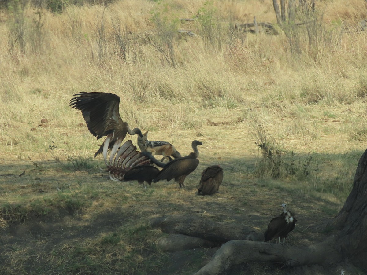 Hooded Vulture - ML642926248
