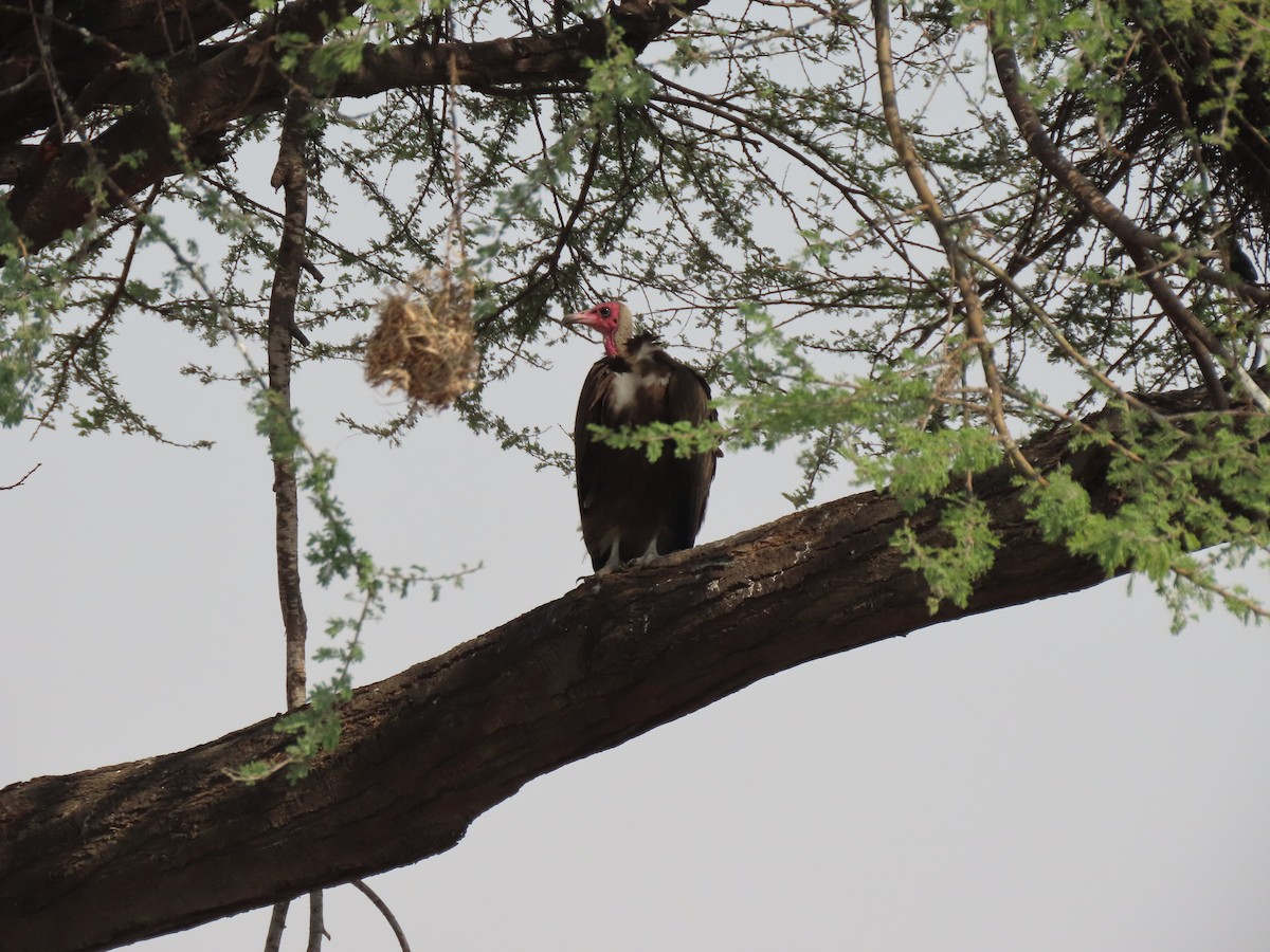 Hooded Vulture - ML642926249