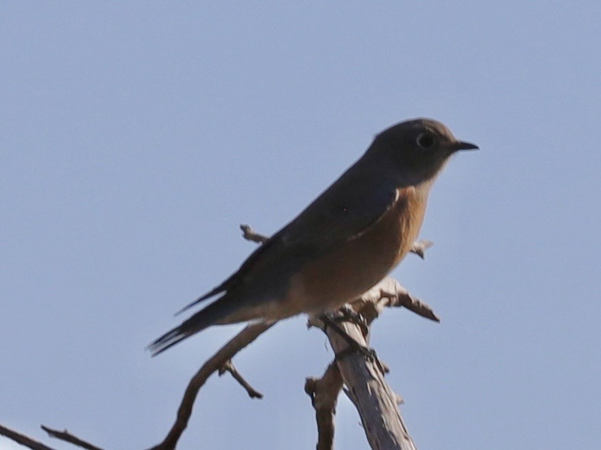 Western Bluebird - ML642926266