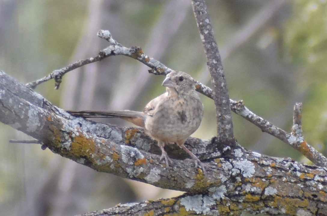 Canyon Towhee - ML642926273