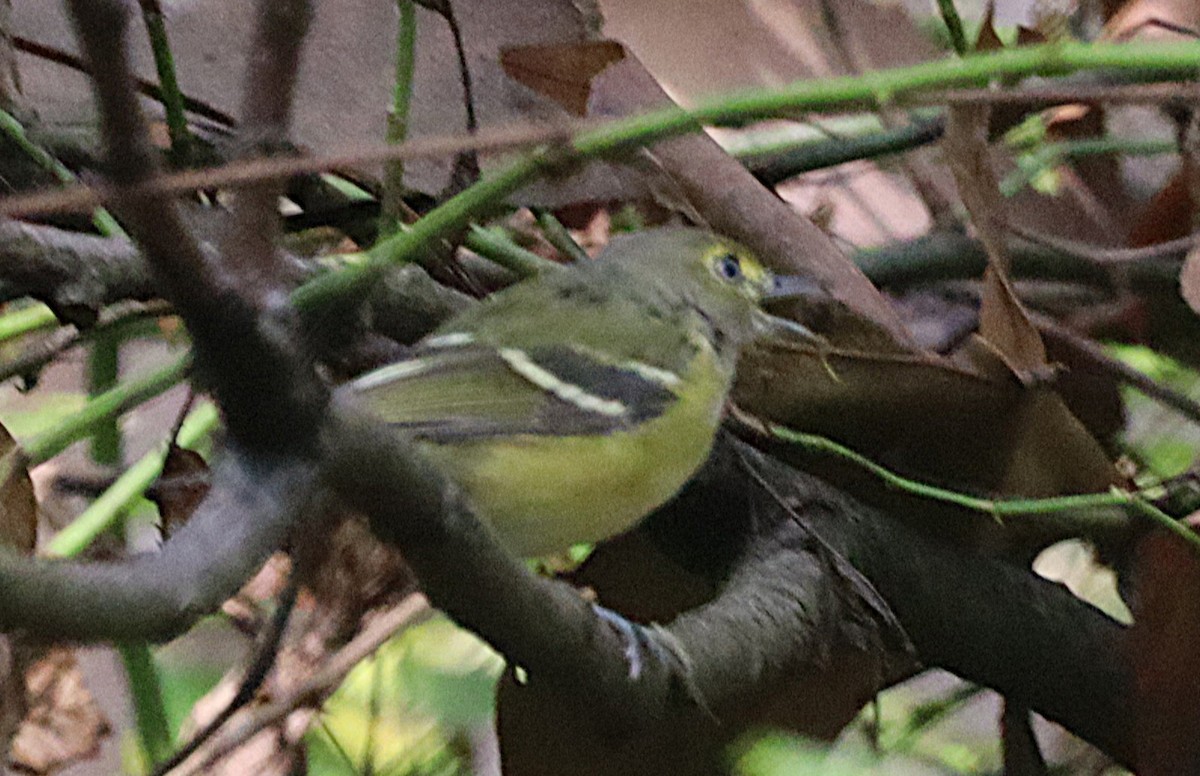 Weißaugenvireo - ML642926279