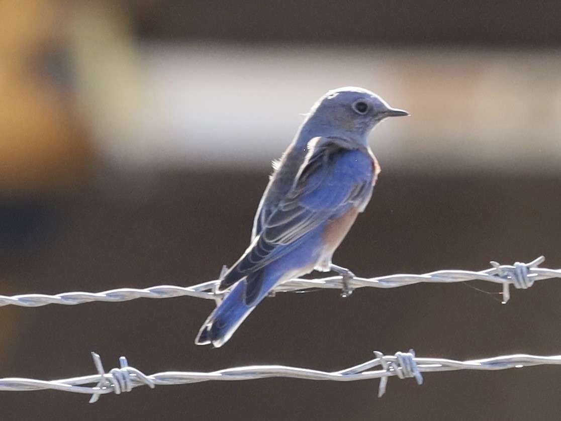 Western Bluebird - ML642926283