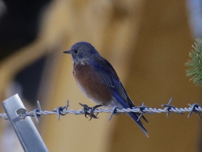 Western Bluebird - ML642926287