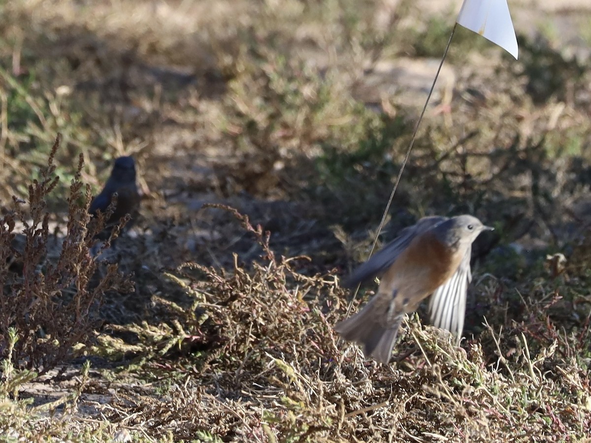 Western Bluebird - ML642926302