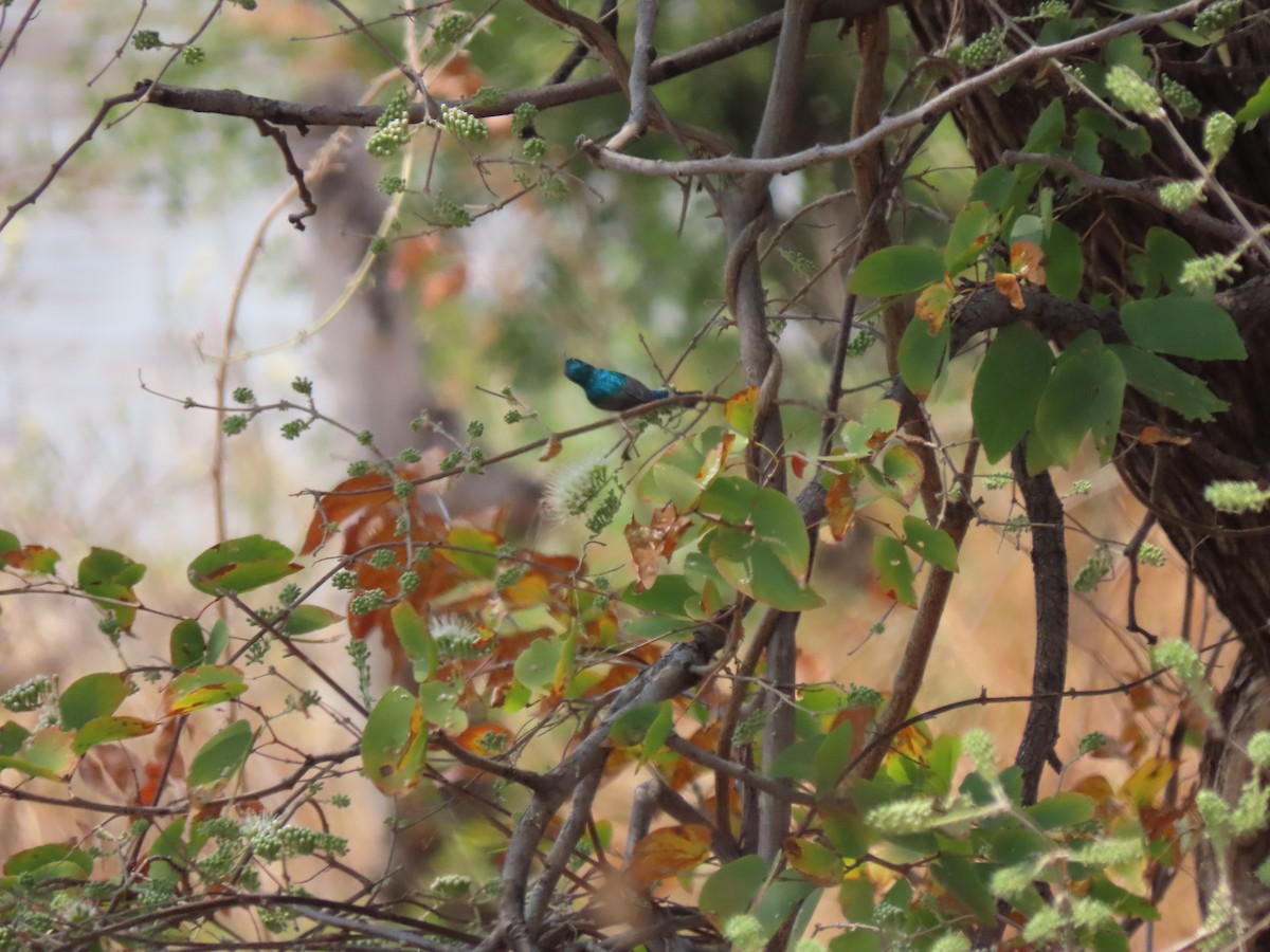 White-bellied Sunbird - ML642926304