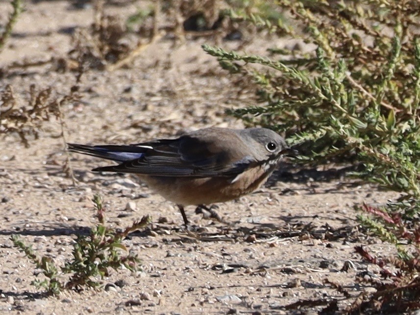 Western Bluebird - ML642926305