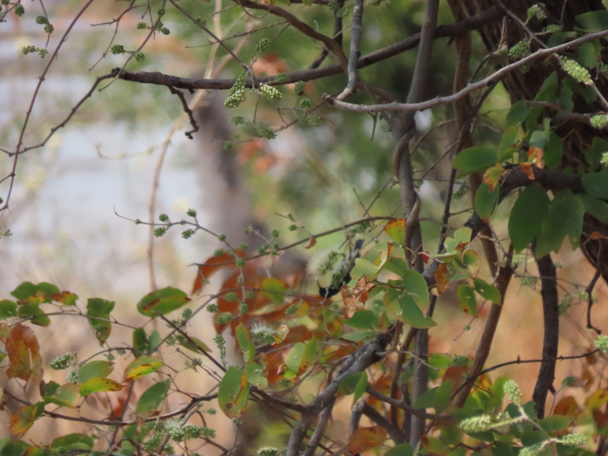 White-bellied Sunbird - ML642926310