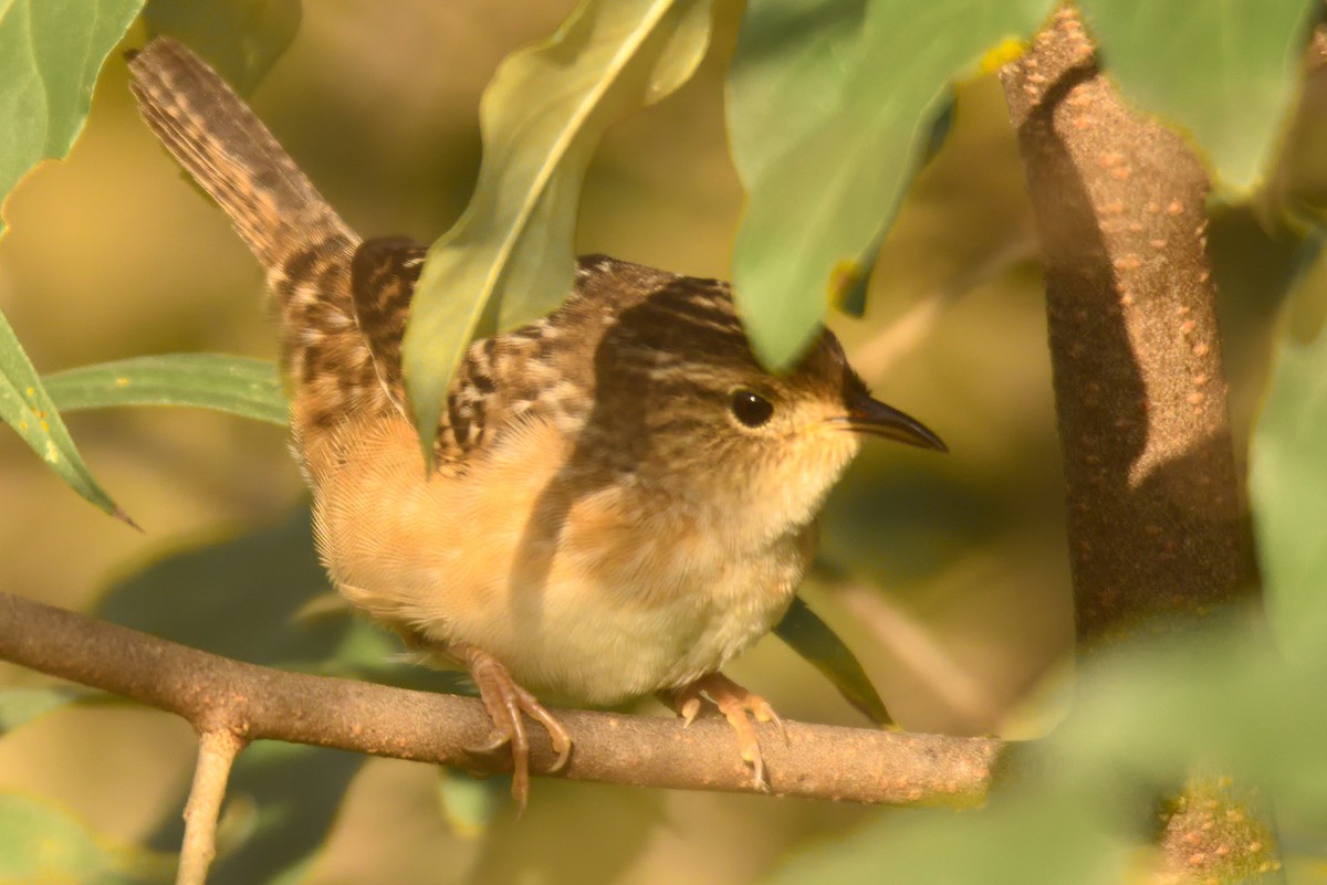 Sedge Wren - ML642926320