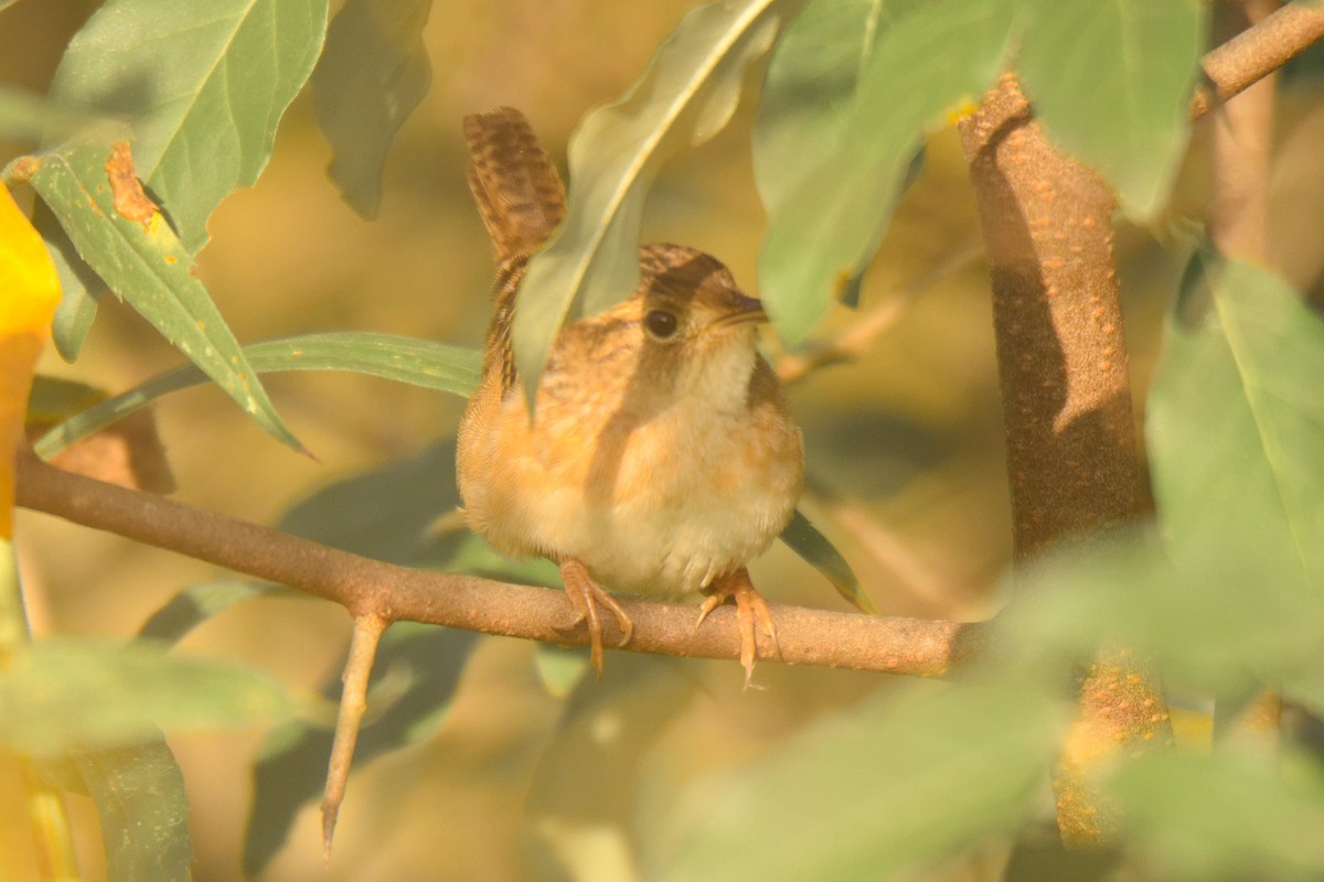 Sedge Wren - ML642926321