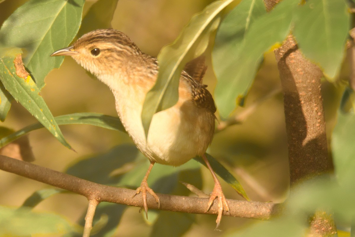 Sedge Wren - ML642926322