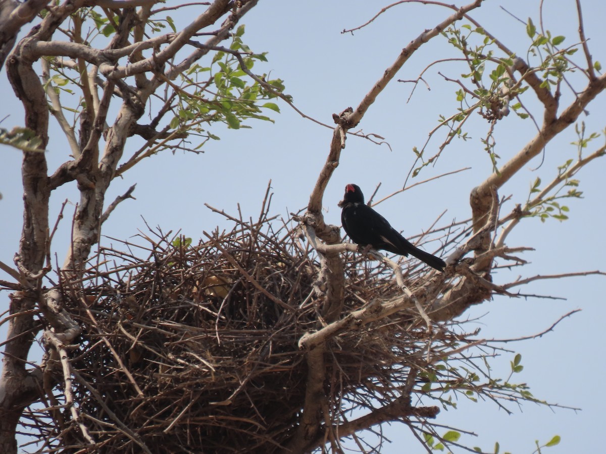 Red-billed Buffalo-Weaver - ML642926327
