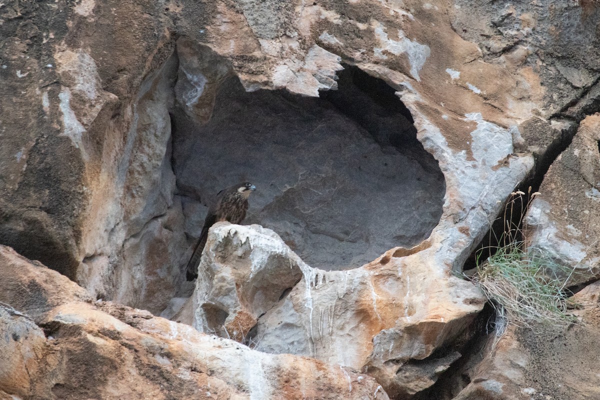 Eleonora's Falcon - ML642926332