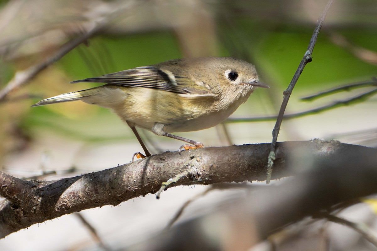 Ruby-crowned Kinglet - ML642926358