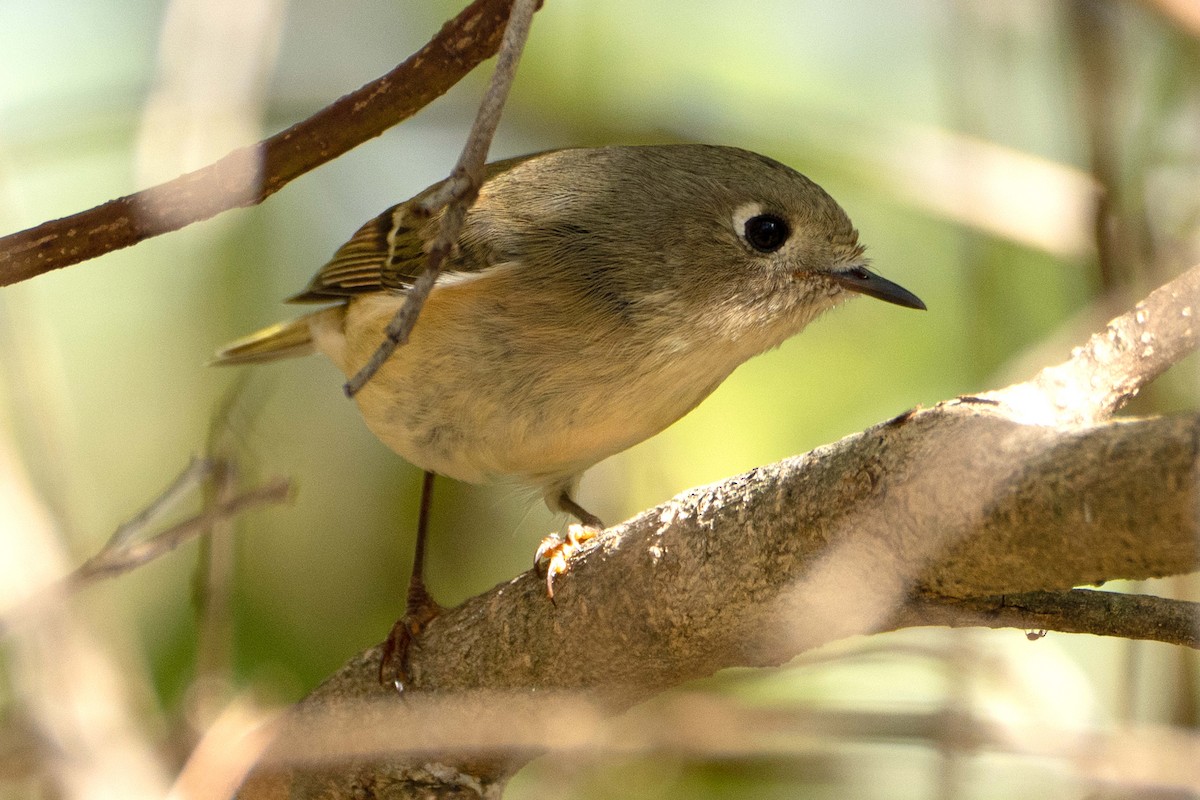 Ruby-crowned Kinglet - ML642926360
