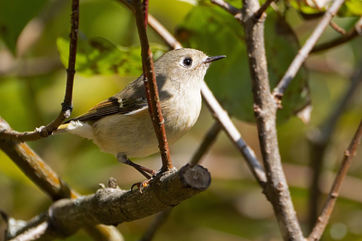 Ruby-crowned Kinglet - ML642926361