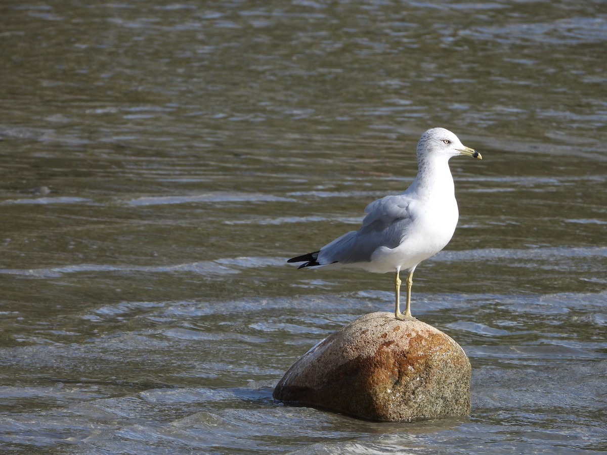 Ring-billed Gull - ML642926370