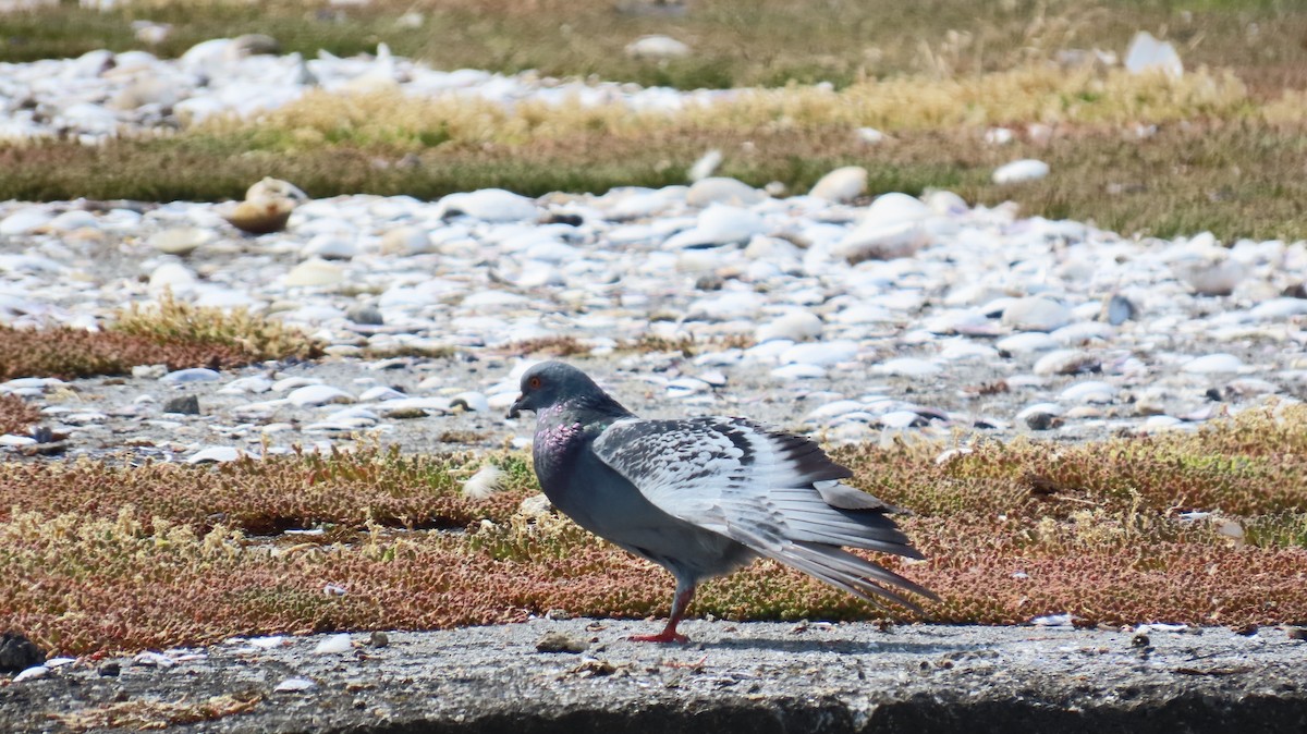 Rock Pigeon (Feral Pigeon) - ML642926371