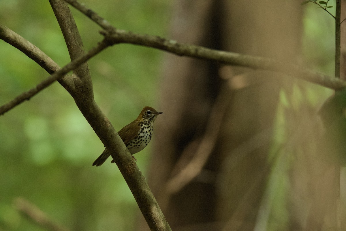 Wood Thrush - ML642926372