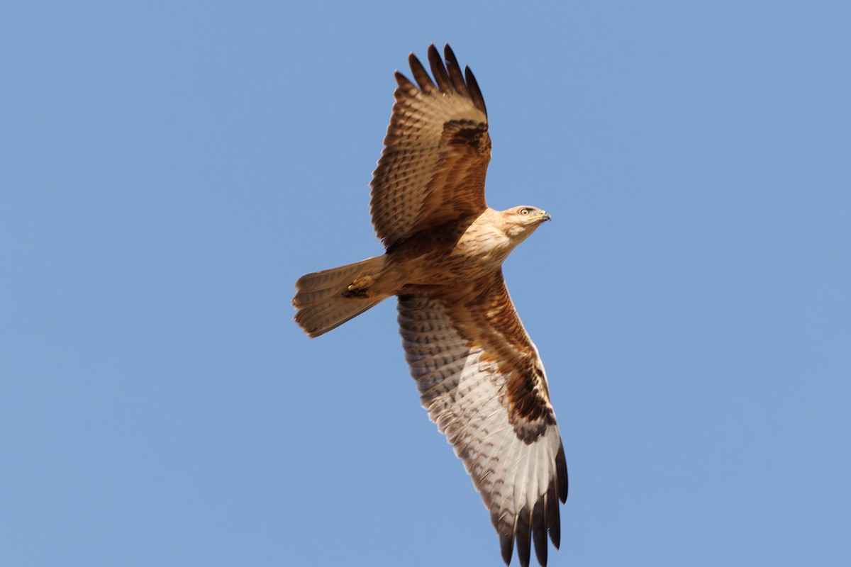 Long-legged Buzzard - ML642926376