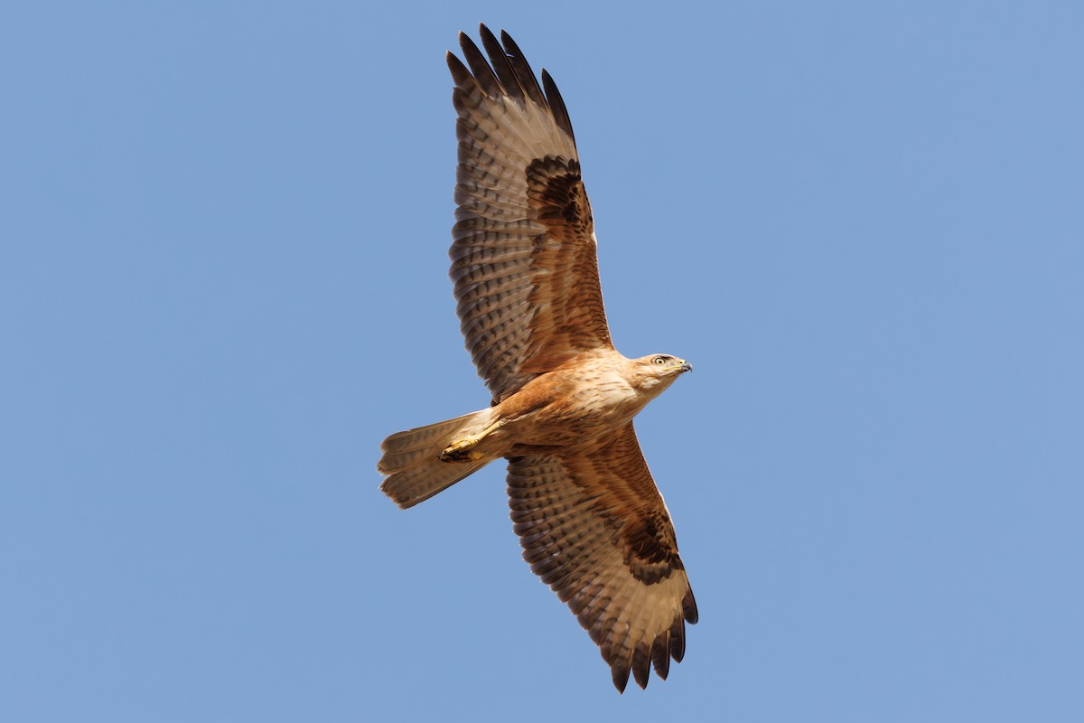 Long-legged Buzzard - ML642926377