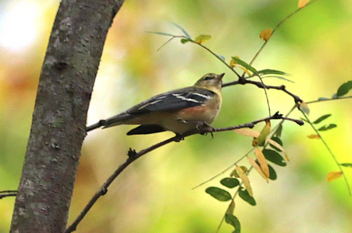 Braunkehl-Waldsänger - ML642926378