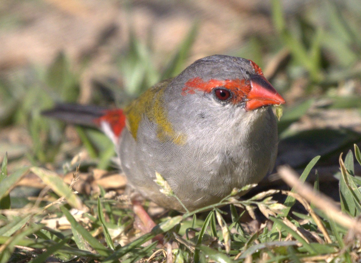Red-browed Firetail - ML642926398