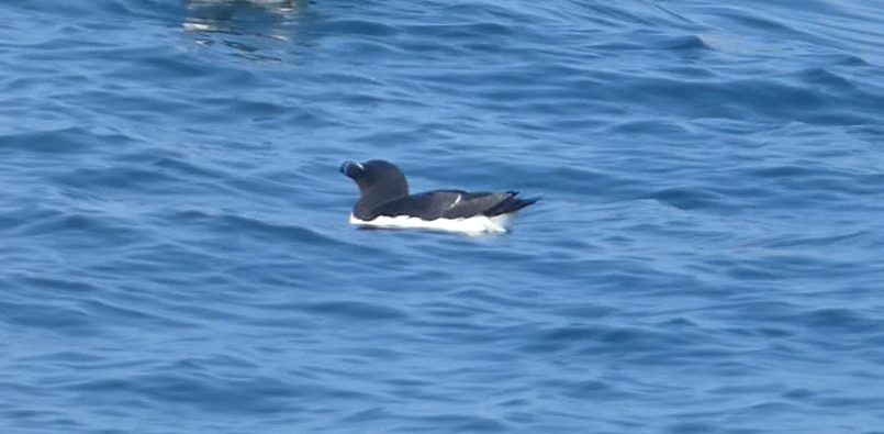 Razorbill - ML642926417