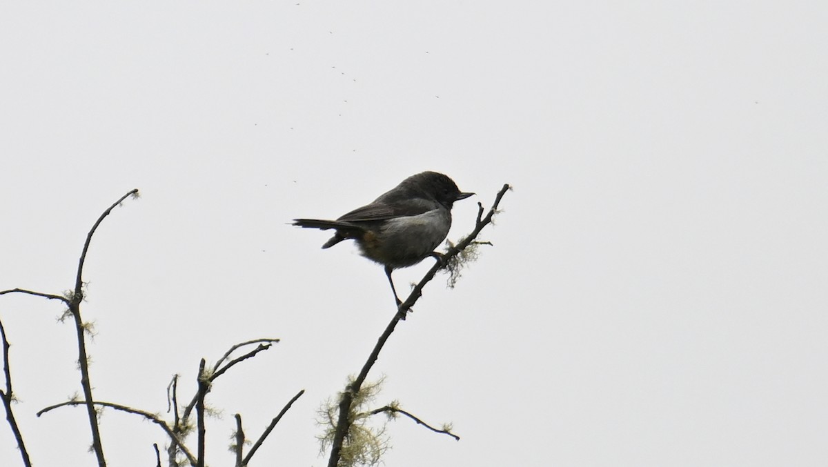 Gray-bellied Flowerpiercer - ML642926430