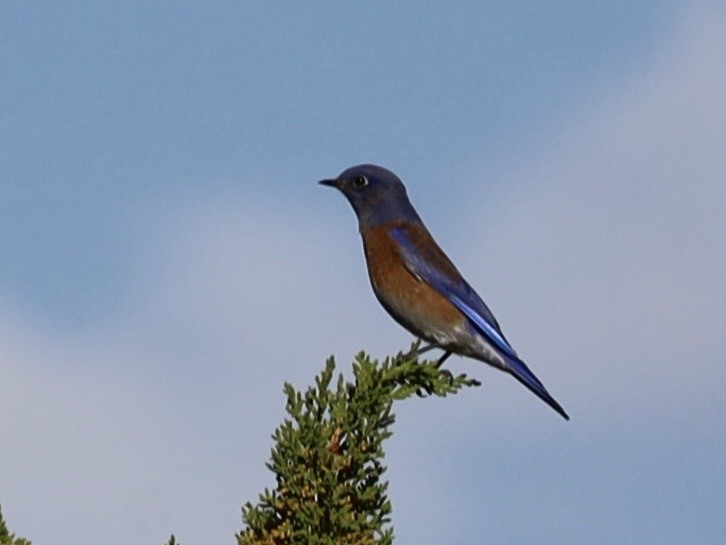 Western Bluebird - ML642926433