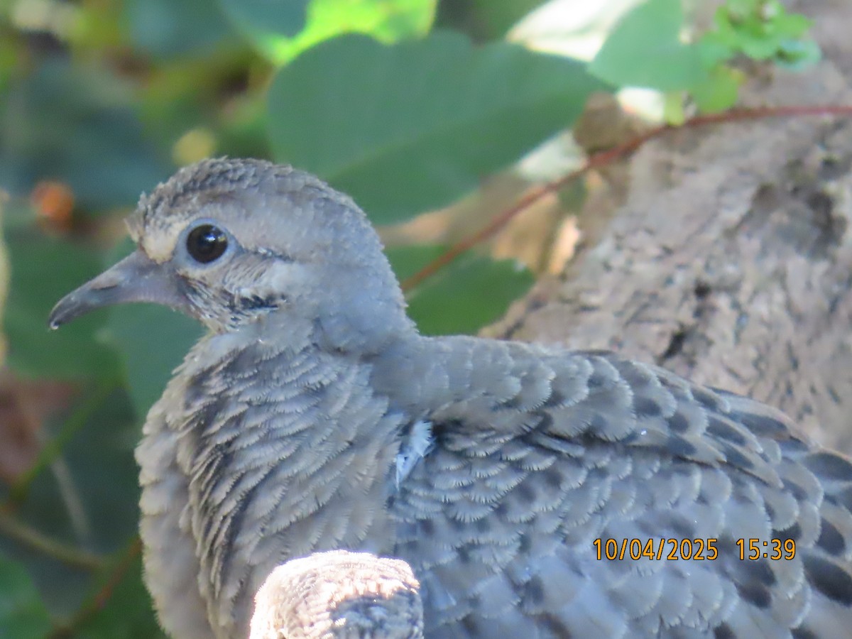 Mourning Dove - ML642926435