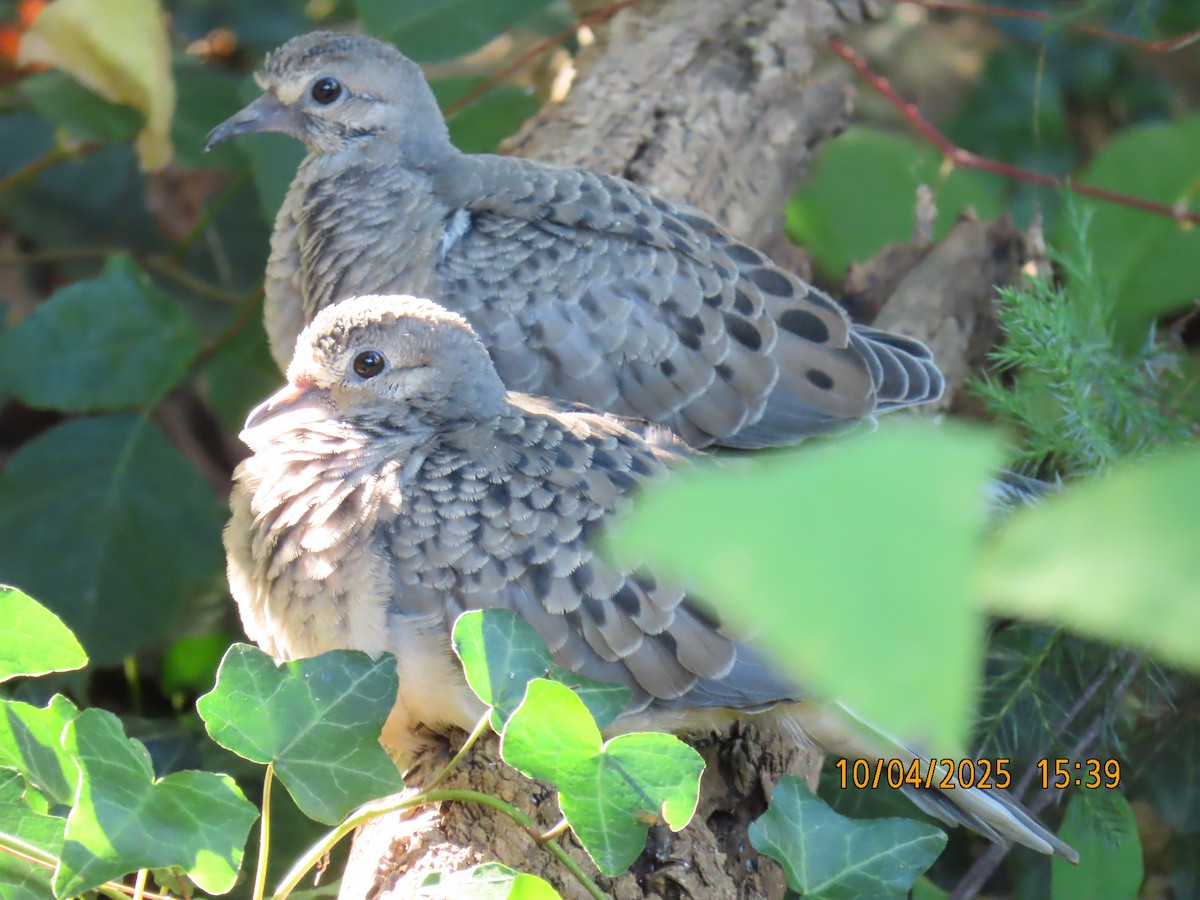 Mourning Dove - ML642926436