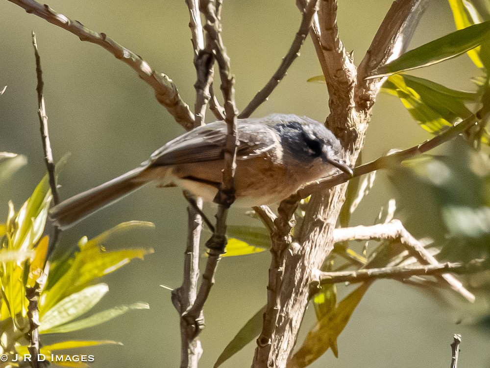 Gray-backed Tachuri - ML642926440