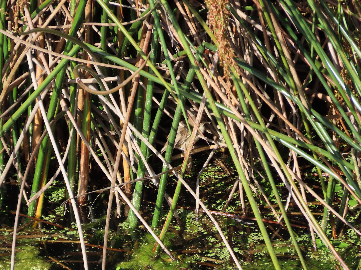 Little Grassbird - ML642926445