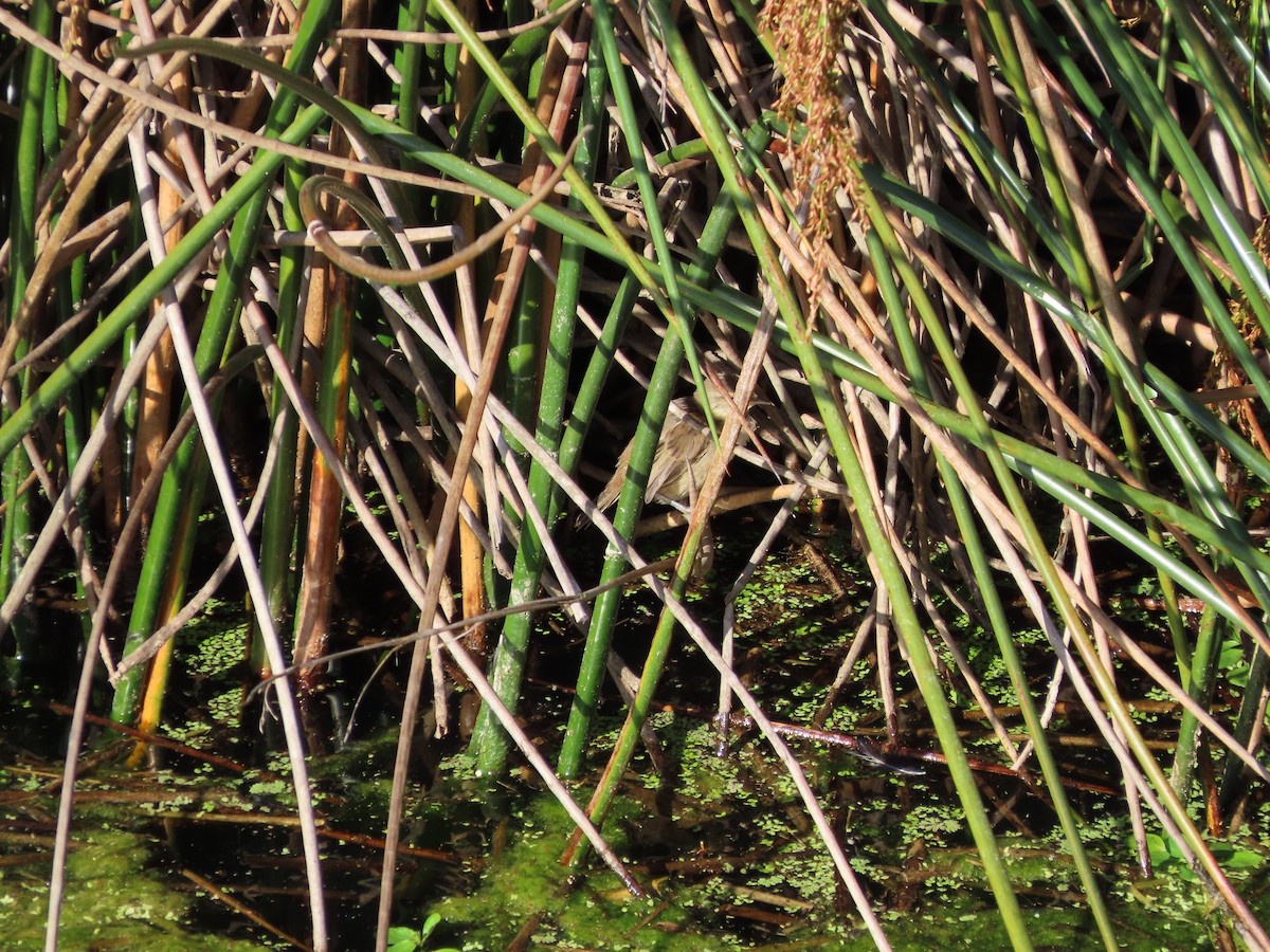 Little Grassbird - ML642926446