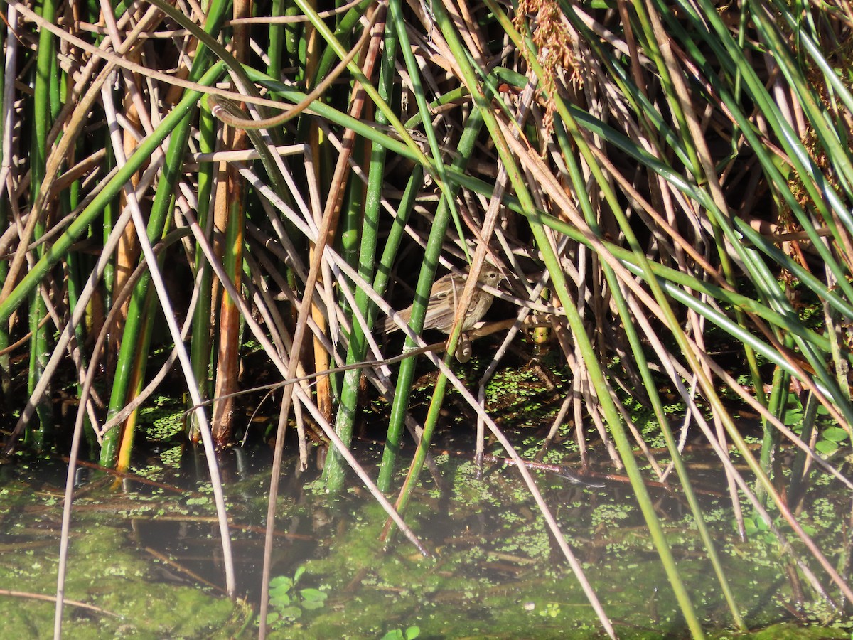 Little Grassbird - ML642926447