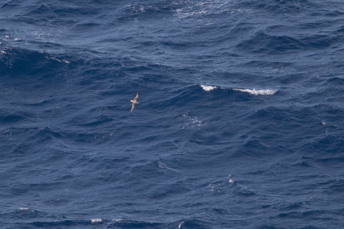 Scopoli's Shearwater - ML642926453