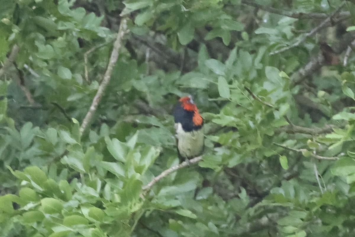 Black-collared Barbet - ML642926454