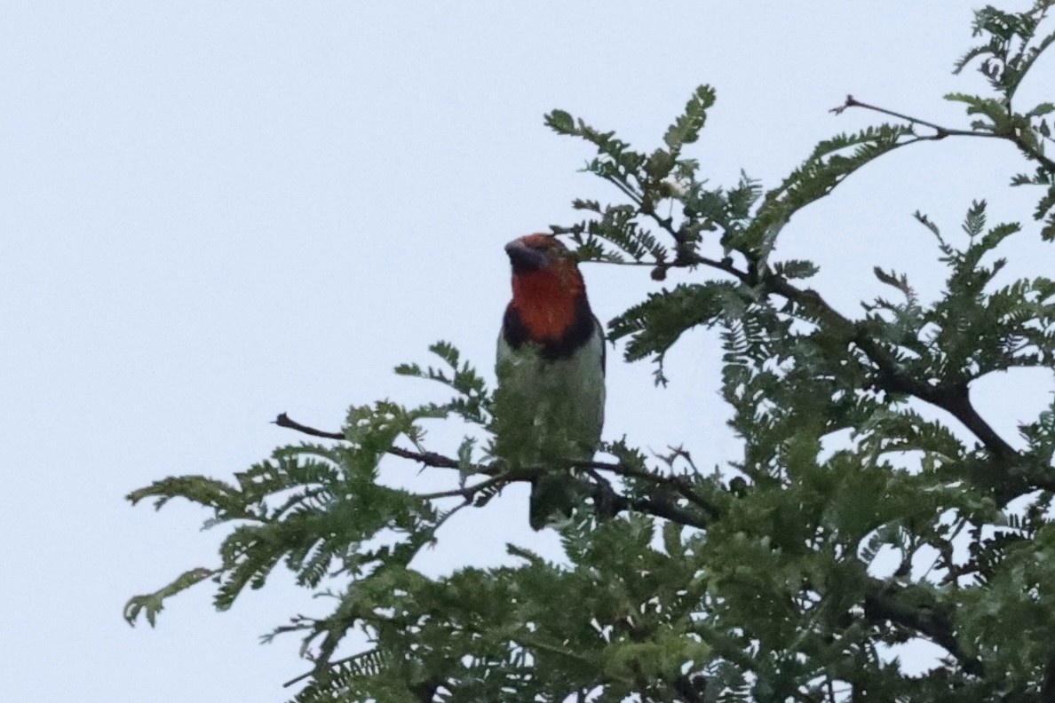 Black-collared Barbet - ML642926455