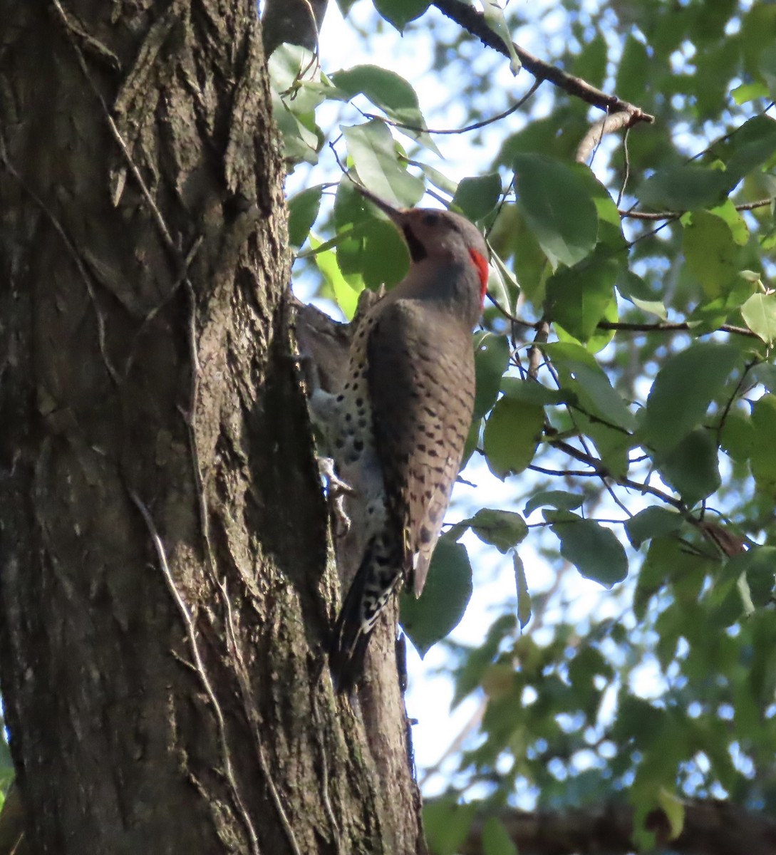 Northern Flicker - ML642926467