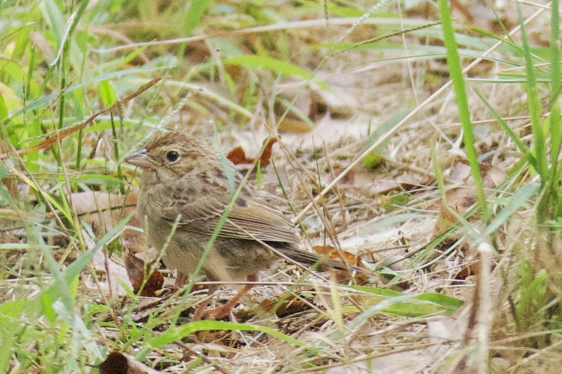 Bachman's Sparrow - ML642926477